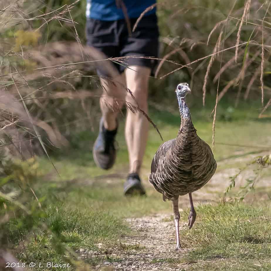 turkey running, runner, path